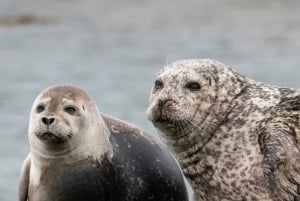 Tour por la península de Snæfellsnes: focas y puntos destacados de la costa