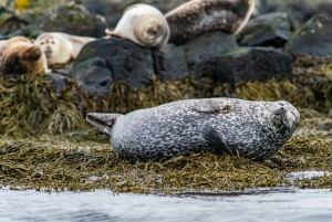 Tour por la península de Snæfellsnes: focas y puntos destacados de la costa