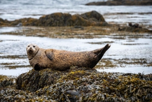 Tour por la península de Snæfellsnes: focas y puntos destacados de la costa