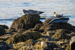 Tour por la península de Snæfellsnes: focas y puntos destacados de la costa