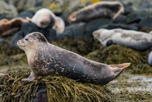 Meraviglie della penisola di Snaefellsnes: Tour privato da Reykjavik