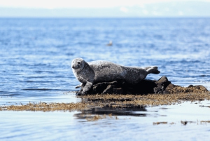 Snæfellsnes: Tour per piccoli gruppi dei tesori nascosti dell'ovest