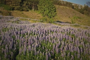 Private Day Tour South Coast with Glacier Walk