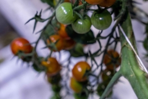 Знаменитое Золотое кольцо: индивидуальная экскурсия