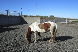 Paesaggio vulcanico Islanda Tour a cavallo