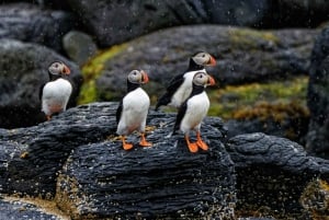 Fra Reykjavik: Vestmannaøyene med ferge og van PRO Photo