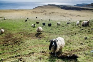 Westman Islands - Reykjavik (Bus transfer from Landeyjahöfn)