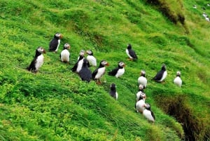 Westman Islands - Reykjavik (Bus transfer from Landeyjahöfn)