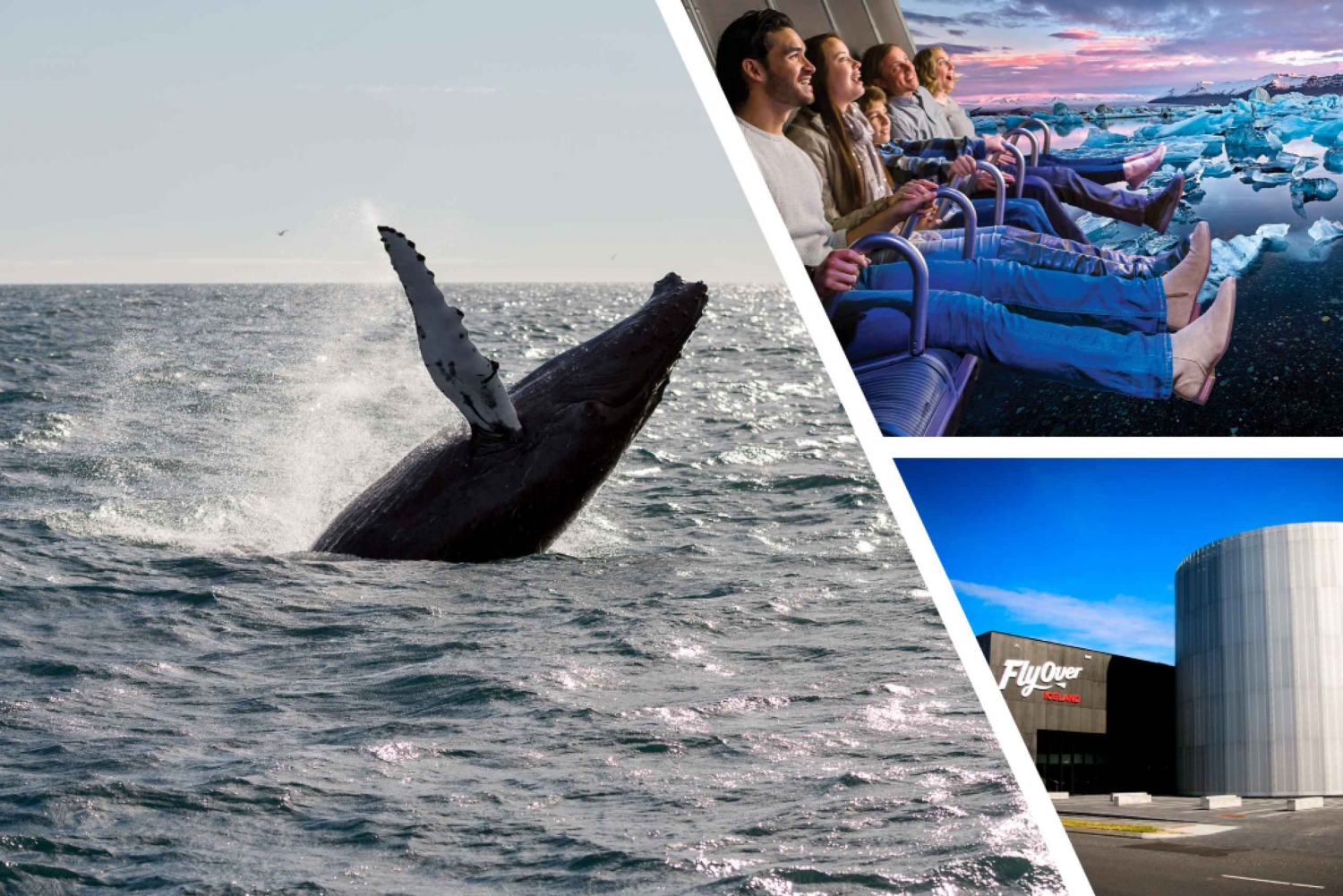 Reykjavík: Whale Watching Cruise and FlyOver Combo Ticket