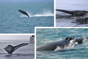 Reykjavík: Whale Watching Cruise and FlyOver Combo Ticket