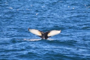 Reykjavík: Whale Watching Cruise and FlyOver Combo Ticket