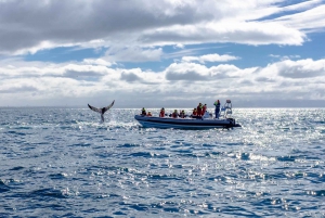 Whale Watching in Reykjavik by Speedboat