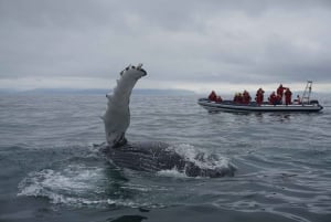 Whale Watching in Reykjavik by Speedboat