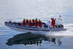 Valskådning i Reykjavik med motorbåt