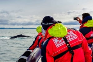 Walbeobachtung in Reykjavik mit dem Schnellboot