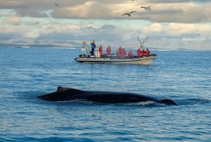 Obserwacja wielorybów w Reykjaviku łodzią motorową