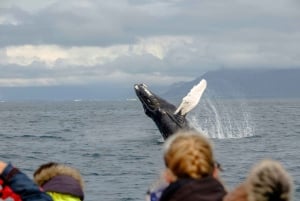 Obserwacja wielorybów w Reykjaviku łodzią motorową