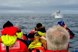 Walvissen kijken in Reykjavik met een speedboot