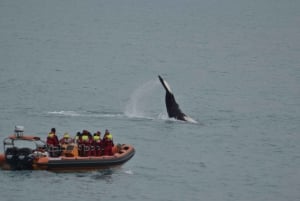 Avistamiento de ballenas en Reikiavik en lancha rápida