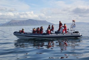 Observation des baleines à Reykjavik en bateau rapide