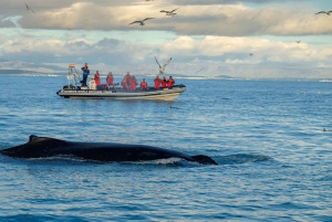 Hvalsafari i Reykjavik med hurtigbåt