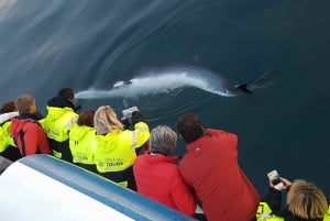 Avistamiento de ballenas y espectáculo de lava