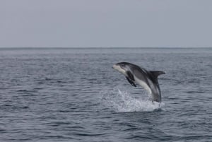 Obserwacja wielorybów i pokaz lawy