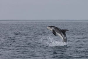 Osservazione delle balene e spettacolo di lava