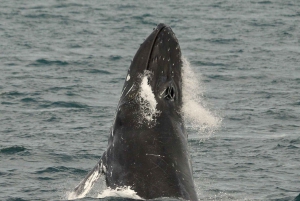 Kombinasjon av hvalsafari og matopplevelser i Reykjavík