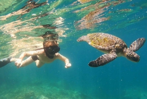 A day in Ilha Grande Snorkeling with turtles Privado