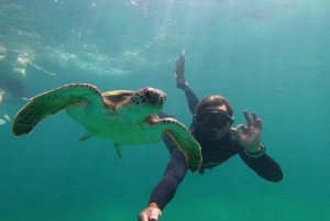 A day in Ilha Grande Snorkeling with turtles Privado