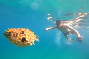 A day in Ilha Grande Snorkeling with turtles Privado