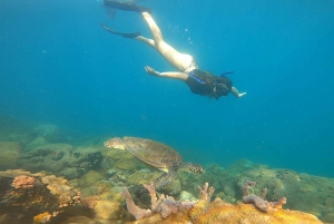 A day in Ilha Grande Snorkeling with turtles Privado