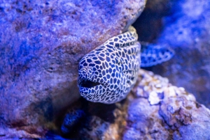 AquaRio and Olympic Boulevard Small Group Tour