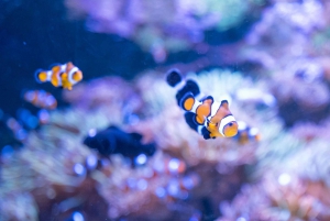 AquaRio and Olympic Boulevard Small Group Tour