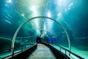AquaRio and Olympic Boulevard Small Group Tour