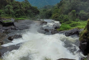 Trekking MATA ATLÂNCIA WITH CACHOEIRAS - THE GOLDEN WAY