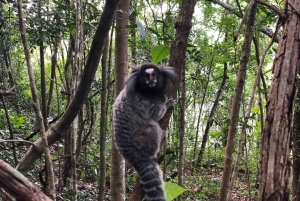 Christ the Redeemer: Adventure Mode, Climbing Through the Forest