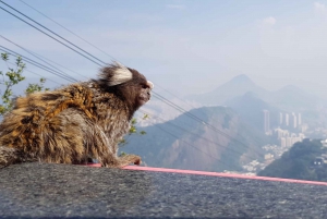 Corcovado, Sugarloaf Mountain, and Selarón Steps 6-Hour Tour