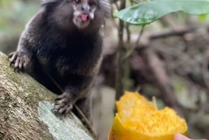 Day tour of Rio de Janeiro with drone footage