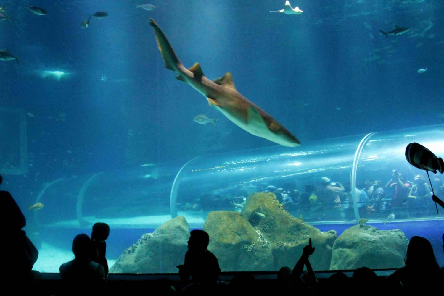 Discover AquaRio & Olympic Boulevard: Marine Life and Art