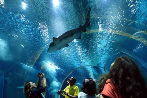 Discover AquaRio & Olympic Boulevard: Marine Life and Art