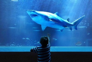 Discover AquaRio & Olympic Boulevard: Marine Life and Art