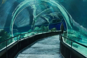 Discover AquaRio & Olympic Boulevard: Marine Life and Art