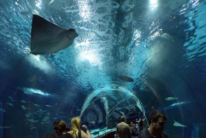 Discover AquaRio & Olympic Boulevard: Marine Life and Art