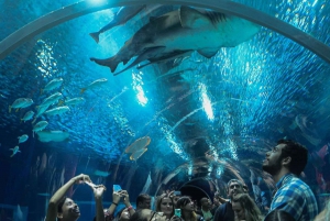 Discover AquaRio & Olympic Boulevard: Marine Life and Art