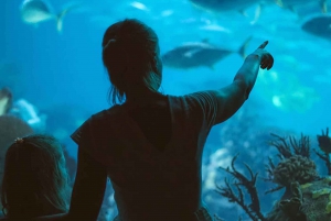 Discover AquaRio & Olympic Boulevard: Marine Life and Art