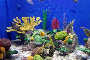 Discover AquaRio & Olympic Boulevard: Marine Life and Art