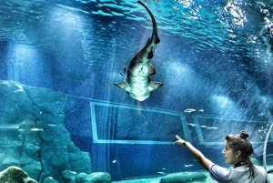 Discover AquaRio & Olympic Boulevard: Marine Life and Art
