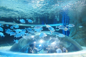 Discover AquaRio & Olympic Boulevard: Marine Life and Art